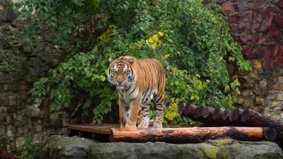 Спасенный от контрабандистов тигр Степан поселился в Московском зоопарке