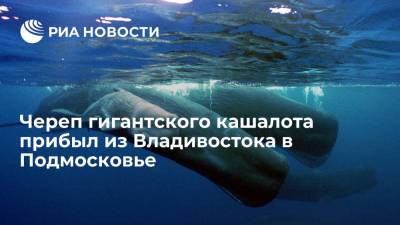ПЭК доставил из Владивостока в Подмосковье пятиметровый череп гигантского кашалота