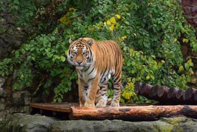 В Московском зоопарке появился гибрид амурского и суматранского тигров