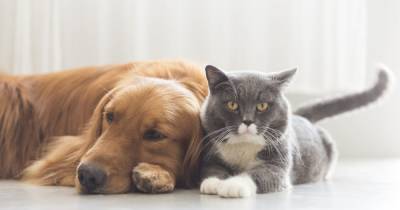 Кошки против собак. Ученые пытаются выяснить, какое животное самое умное