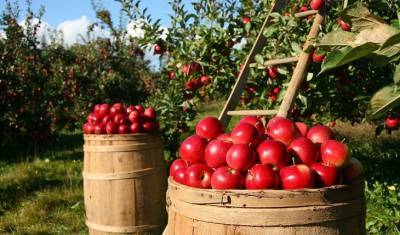 Диетолог предупредила о вреде от чрезмерного употребления яблок