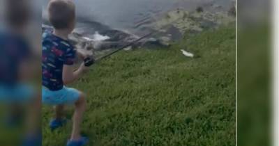 Алігатор відібрав у семирічного рибалки рибу та вудку — приголомшливе відео