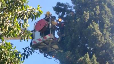В Хайфе пожарные спасли ребенка, сняв его с 20-метрового дерева