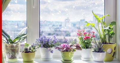 Цветы посреди морозов: лучшие комнатные растения, которые распускаются в зимнее время