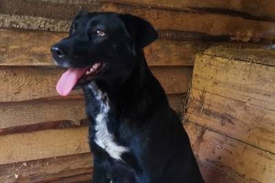 Спасённая собака из Оленино осваивается на новом месте