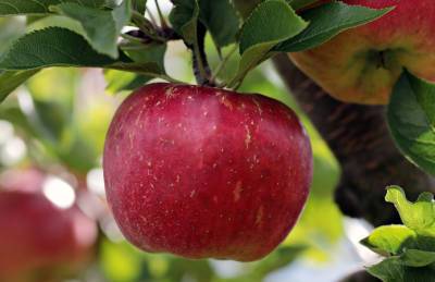 Мнение: Украина будет оставаться в ТОП-15 мировых производителей яблок - agroportal.ua - Китай - Украина