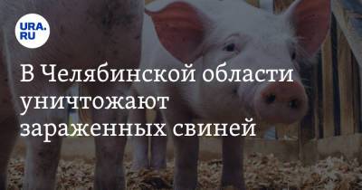 В Челябинской области уничтожают зараженных свиней