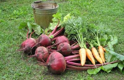 Хозяйкам на заметку: Как хранить морковь и свеклу, чтобы они остались свежими до весны