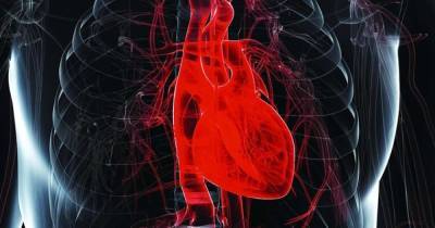 Ученые рассказали, почему сердце не устает, как другие мышцы