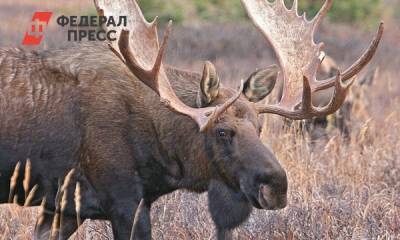 В Красноярском крае водители сбили двух диких животных