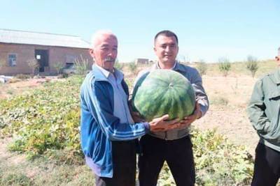 Фермер в Самаркандской области вырастил арбуз весом 50 кг
