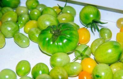 Как помочь зеленым помидорам дозреть в квартире: хитрости, которые используют хозяйки - skuke.net