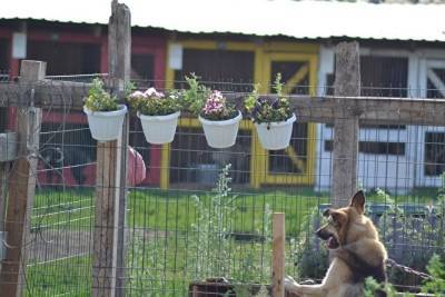 В самом большом челябинском приюте 112 собак отравились кормом
