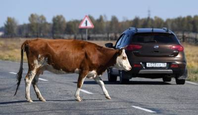 Верховный суд разрешил спор хозяина коровы и водителя Toyota