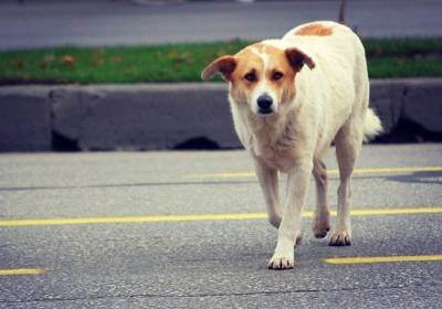 В смоленском райцентре выскочившая на дорогу собака спровоцировала ДТП