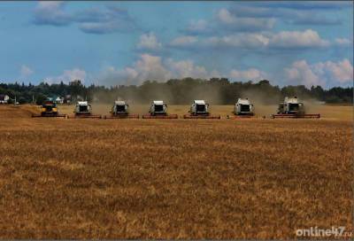 В Ленинградской области собрали более 142 тысяч тонн зерна