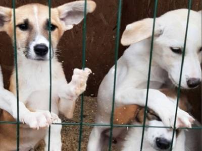 В челябинском приюте более 100 собак отравились кормом
