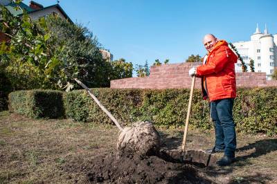 В центре Воронежа появилась еще одна кленовая аллея