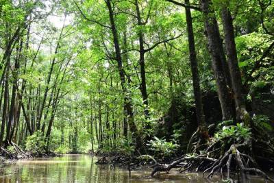 Мангровый лес на Юкатане показал древний уровень моря