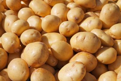 Более чем на 8% снизилось количество собранного в Нижегородской области картофеля