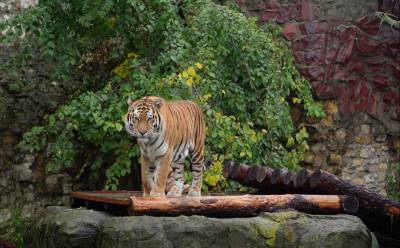 В Московском зоопарке поселился тигр Степан