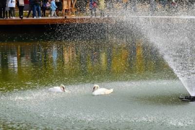 Живодёры едва не убили лебедя в крупнейшем парке Серпухова