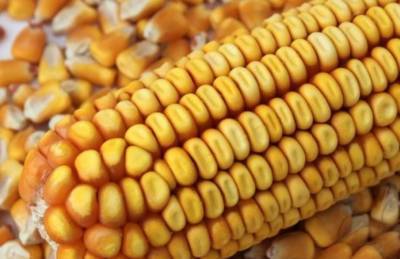 Эксперты не знают, сколько еще продержится высокая цена на кукурузу