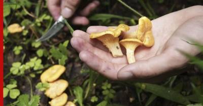 Скрытая опасность: пять ядовитых грибов, маскирующихся под съедобные