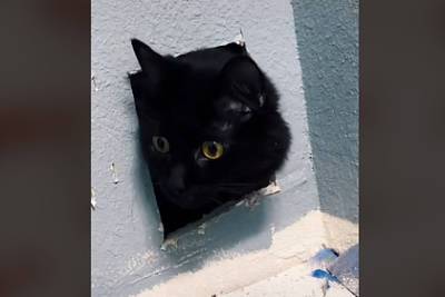 Девушка услышала жалобное мяуканье из стены и обнаружила там кошку
