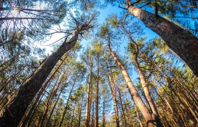 Суд в Тверской области вернул государству 48 гектаров леса
