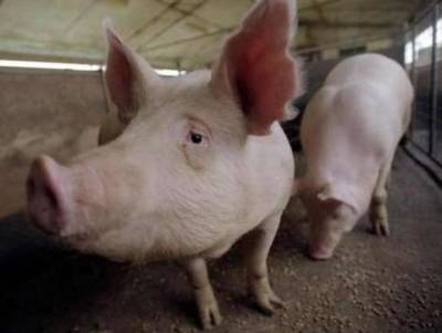 Диетолог рассказала о важных свойствах говяжьей и свиной печени