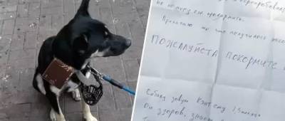 В Запорожье перед входом в торговый центр нашли собаку с запиской: что там написано