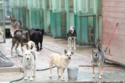Названа причина массовой гибели собак в Чехове