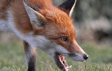 В одной из деревень Пинского района объявили карантин из-за бешеной лисы