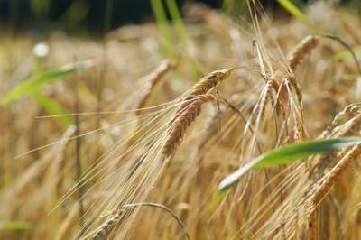 Минсельхоз снизил прогноз по экспорту зерна из РФ в 2021-22 сельхозгоду до 45-48 млн тонн