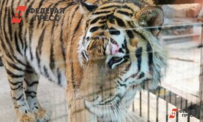 Россия поможет возродить популяцию туранского тигра
