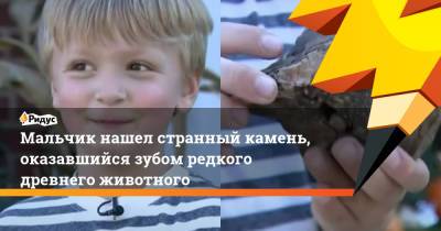 Мальчик нашел странный камень, оказавшийся зубом редкого древнего животного