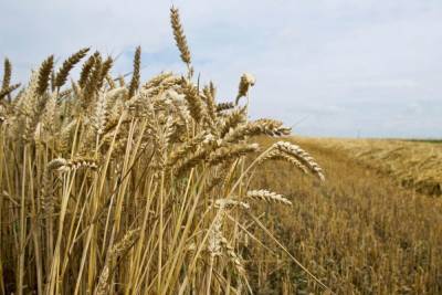 Почти 145 тонн зерна собрали в Ленобласти, несмотря на засушливое лето