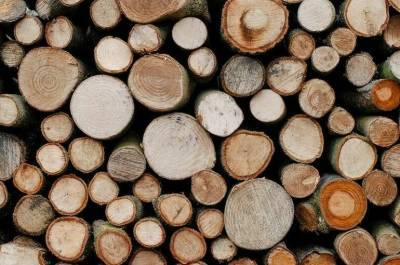 Минприроды предлагает новые штрафы за нарушения при учете древесины