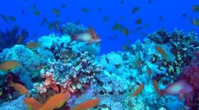 Ученые назвали причину массовой гибели кораллов