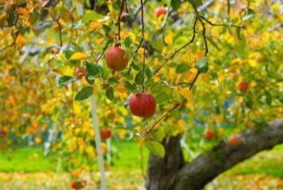 Особенности создания плодово‑ягодного сада