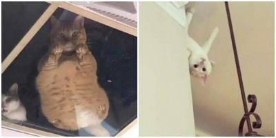 “Вас обнаружили”: котики, которые вмешиваются в личное пространство
