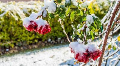Как правильно укрывать розы на зиму? - skuke.net