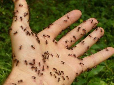 Как избавиться от муравьев в саду: секрет в ингредиенте для выпечки