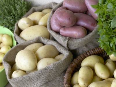 Информация для огородников. Требования к семенному картофелю