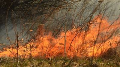 Жители деревни под Екатеринбургом едва спасли свои дома от лесного пожара