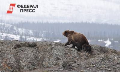 Власти опровергли убийство медведя на кладбище в Ханты-Мансийске