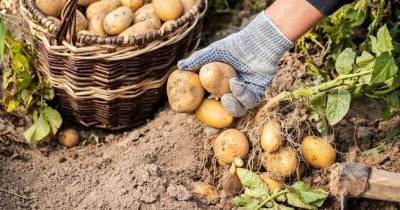 Около 400 тыс. тонн картофеля собрано в Таджикистане