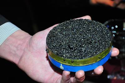 В Хабаровском крае нашли тайники с черной икрой стоимостью ₽55 млн