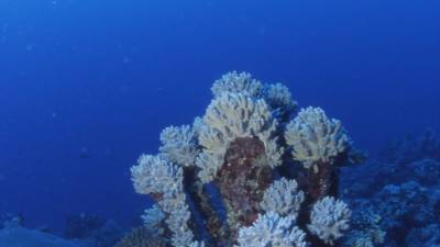 Уничтожено 14% за 10 лет: в мире стремительно исчезают коралловые рифы